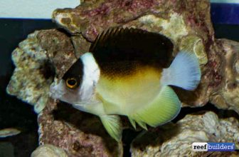 A Live Aquaria Alternative Emerges | Reef Builders