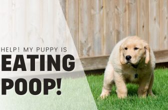 Help! My Puppy Keeps Eating Poop