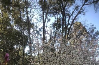 Possum Valley Animal Sanctuary Inc.: Spring in the Valley