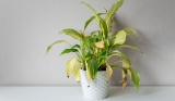9 Ways to Tell Your Houseplants Need Water