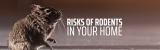 Understanding the Risks: Health Hazards Associated with Rodents in Your Toronto Home
