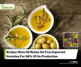 Anthropogenic Drivers Of The Long-Term Spread And Persistence Of Olive Trees In The Central Mediterranean