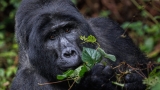 Encounters in the mist: Exploring Uganda’s gorilla sanctuaries 