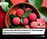 Lychee’s Genetic Relationships Uncovered Through DNA Markers Revealing Hidden Variety Diversity