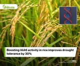 Rice Under Pressure Transcriptome Meta Analysis Reveals Multi Stress Responses And Novel Genetic Regulators