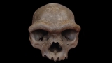 How a Century-Old Skull Rewrites Denisovan History