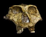 Scientists Investigate 2.2-Million-Year-Old Tooth Enamel to Unravel the Mysteries of Ancient Human Relatives