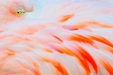 Engineers Are Racing to Harness the Dazzling Magic of Feathers. They Haven’t Solved the Mystery Just Yet