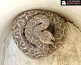 This Eye-Catching Rattlesnake Found in Arizona Has Unusual ‘Leopard Spots,’ Likely From a Genetic Mutation