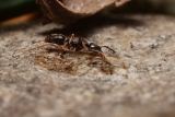Watch Out for These Invasive, Stinging Ants That May Cause Life-Threatening Allergic Reactions