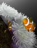 Clownfish Shrink Down Their Bodies to Survive Ocean Heat Waves, New Study Suggests