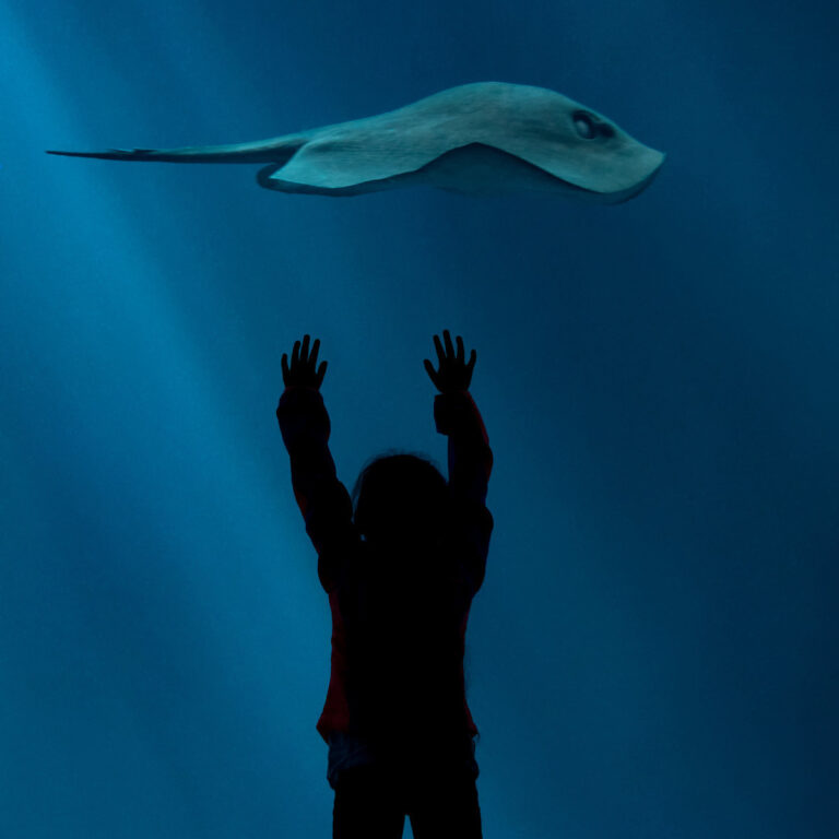 Monterey Bay Aquarium — These rays need a hero—could it be you?