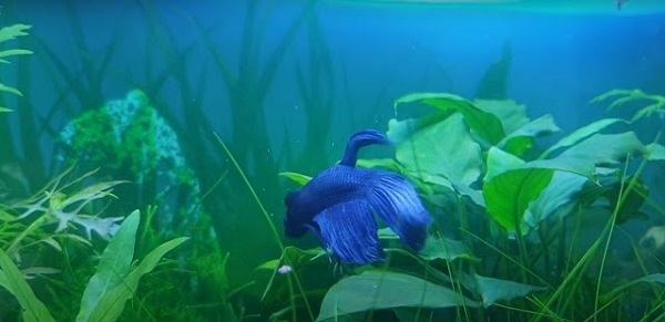 How to Setup a Low Tech Planted Betta Fish Tank