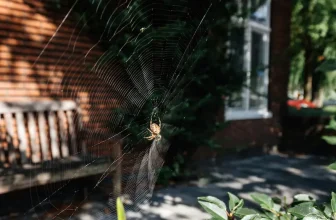 Why Are Spider Sightings Higher in Fall?