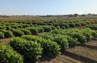 UC Dry Bean Field Day gives updates on new-variety research