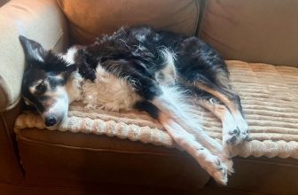 The ASPCA Poison Control Center, What is Toxic, and Maggie. Oh Maggie. – McConnell Publishing Inc.