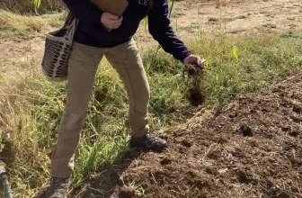 UCCE offers webinar on managing nitrogen in organic annual crops Dec. 9