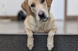 Feeding Raw Game Meat to Dogs