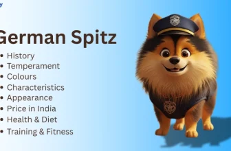 German Spitz Dog And Puppy Price in India lifespan Feeding Tips