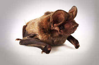 Bats are Irreplaceable. Once They’re Gone, They’re Gone for Good