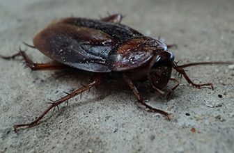 Identify Cockroach Eggs | Stomp Pest Control Guide