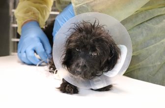 Helping Glinda Breathe Easy Again | Our Latest Rescues