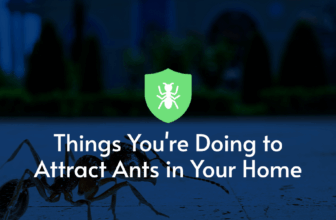 Things You’re Doing to Attract Ants in Your Home – Pestech