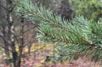 Weizen-Hirse Brot | der brotdoc