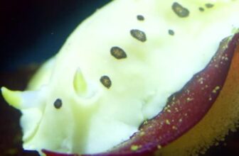 Monterey Bay Aquarium — Who’s your favorite animal at the Monterey Bay…