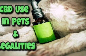 Paws and Policies: CBD Use in Pets and Its Legalities