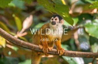 Your Costa Rica Wildlife Bucket List – This Wild Life Of Mine