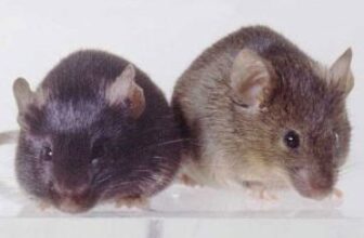 Emergency Mice Removal – Minnesota Wild Animal Management