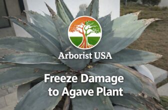 Freeze Damage to Agave Plants in Fort Worth TX | What to Do After a Hard Freeze