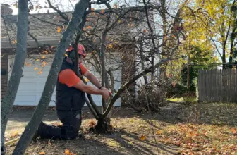 Structural Pruning For Young Trees