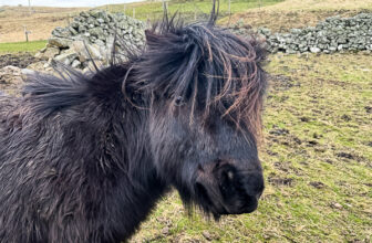 Carrot Justice | My Shetland