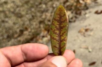 Oak Wilt in Kopperl, TX | Certified Arborist Treatment & TOWQ Protocol