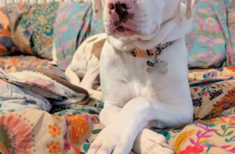 Is a Dog DNA Test Worthwhile? (And Discover Penny’s Breed Mix!)