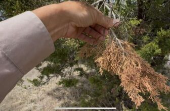 Red Mountain Cedar Decline in Weatherford Texas | Spider Mites, Diplodia & Water Stress