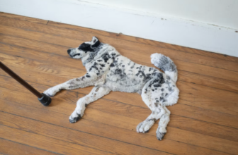 swissmiss | Dog Rugs