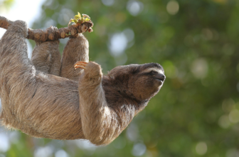 The soy industry just gutted the Amazon’s best protection – The Understory