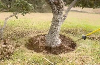 Soil Compaction and Root Flare Issues in Tolar TX | Live Oak Aeration Explained