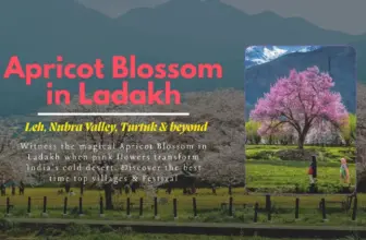 Apricot Blossom in Ladakh – Season, Villages, & Festival