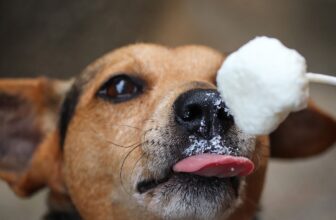 Can Dogs Have Sour Cream