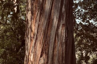 From Dusk Till Dawn by Fragile X