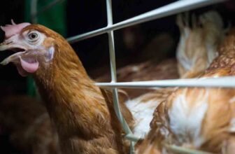 Federal lawsuit challenges Michigan cage-free egg law