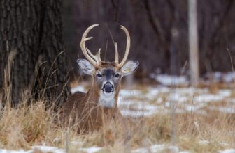 Protecting Trees and Shrubs from Winter Damage