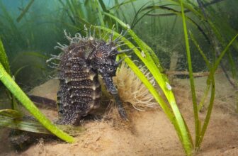 We’re looking for a new Chair of the Board!