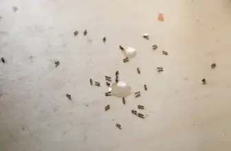 What Indoor Ant Activity Means