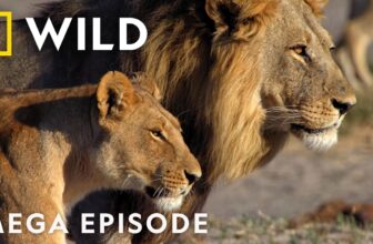 Proving Your Worth in the Wild | Savage Kingdom MEGA Episode | Nat Geo Animals