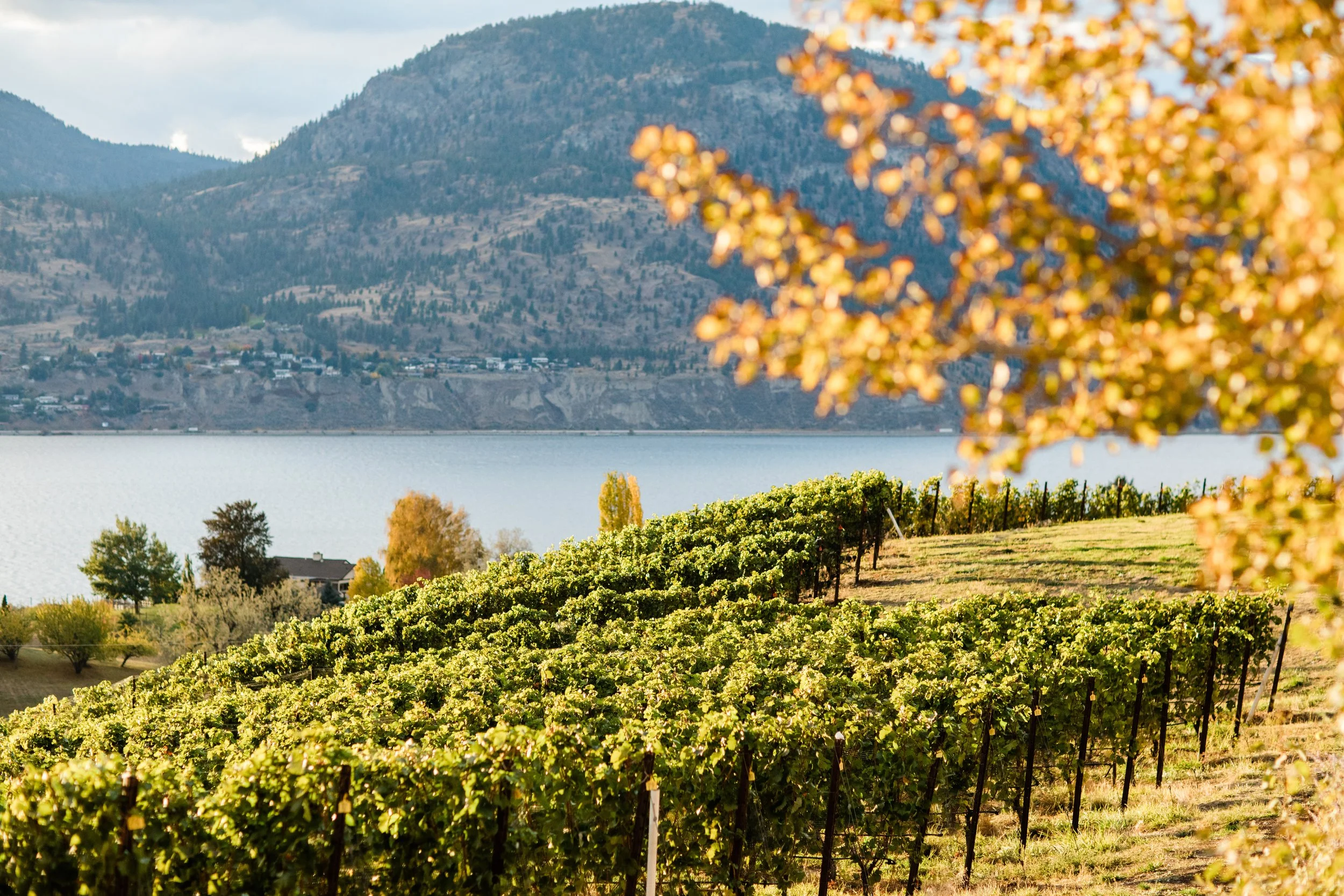 Celebrate Chardonnay Day with British Columbia Wines — uncorkBC — uncorkBC